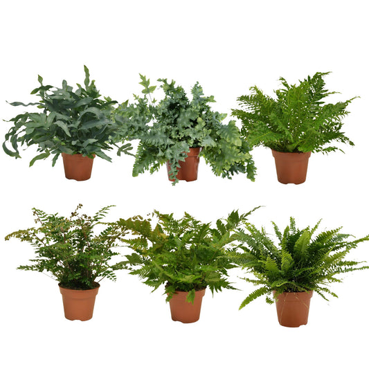 Ferns mix 60cm 17cm Pot