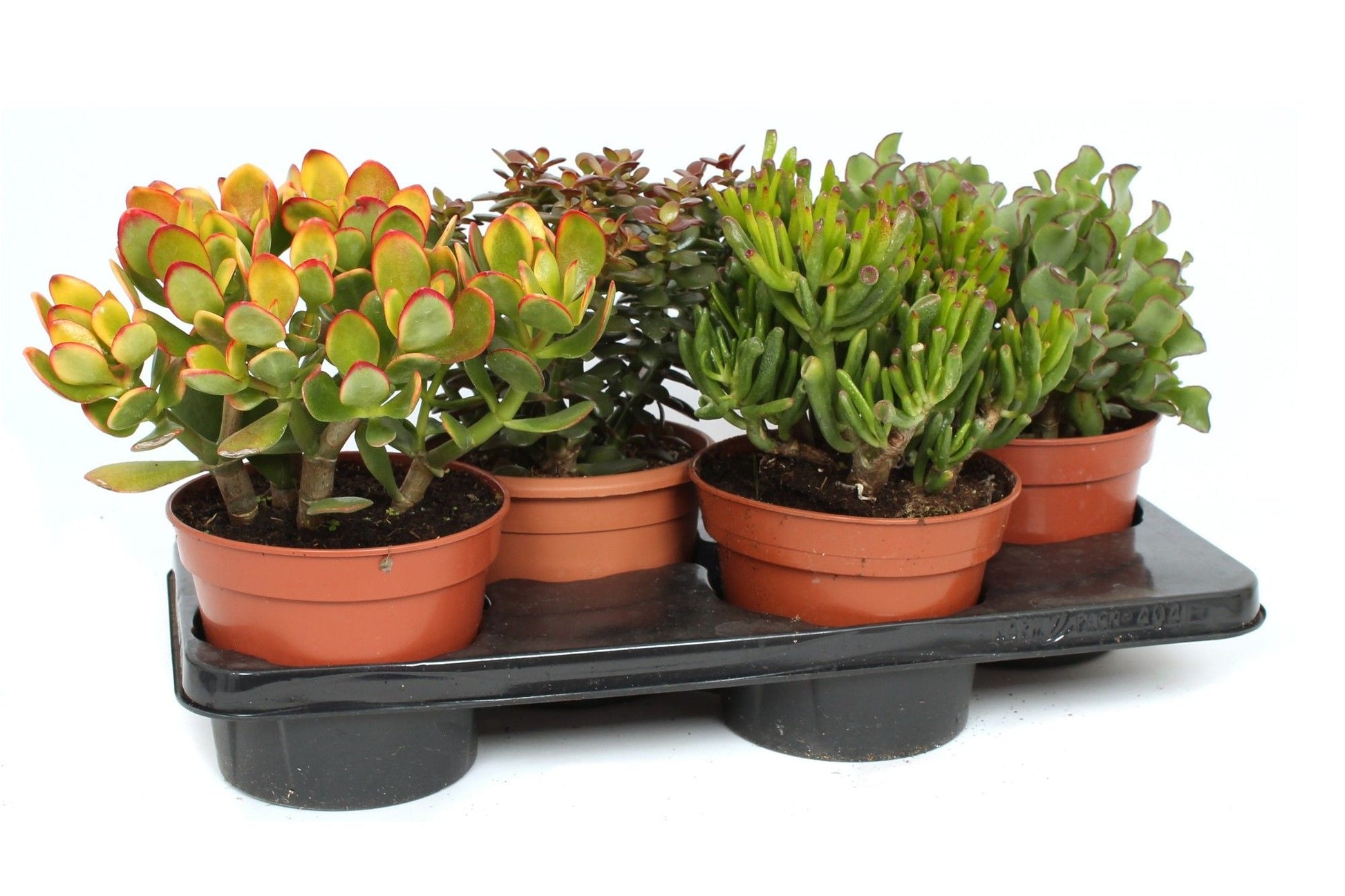 Crassula hybrid 30cm 17cm Pot
