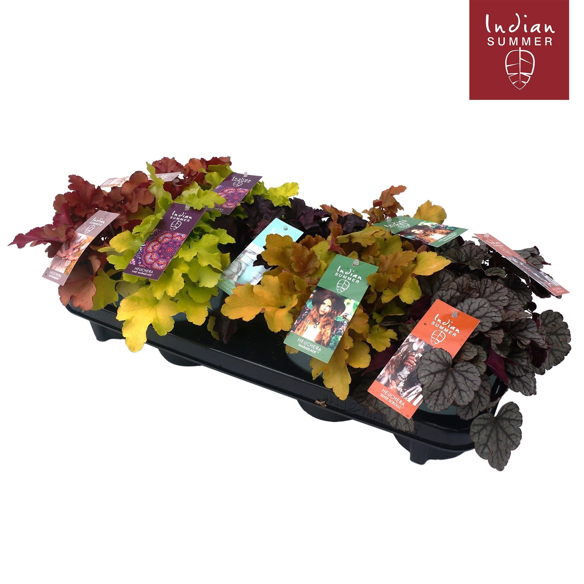 Heuchera Indian Summer mix 25cm 12cm Pot