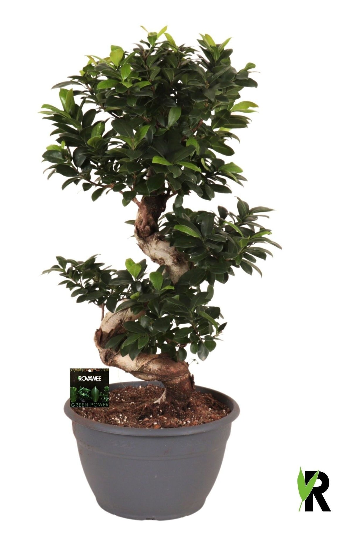 Ficus Ginseng 95cm 30cm Pot