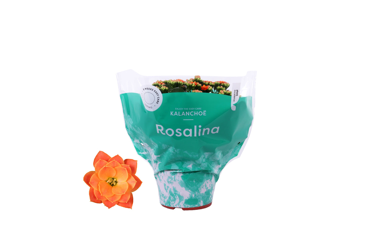 Kalanchoe Rosalina Don Pedro 27cm 15cm Pot
