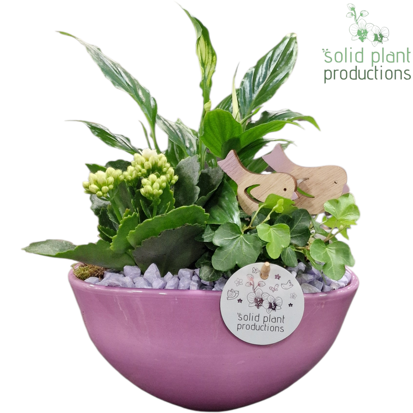 Solid Plant Productions SP005 Evelyn Lila Pack of 4