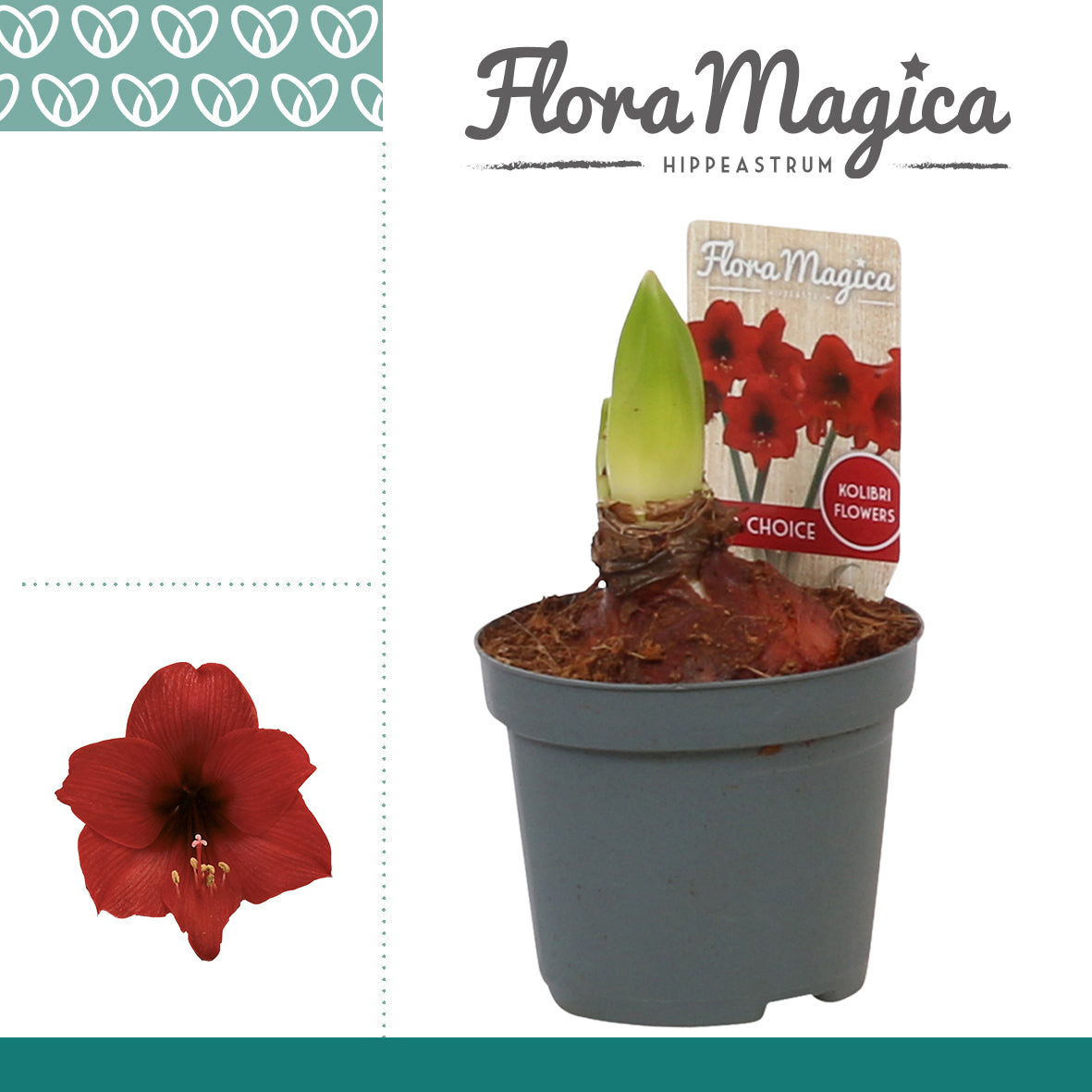 Hippeastrum Top Choice kolibri 20cm 9cm Pot