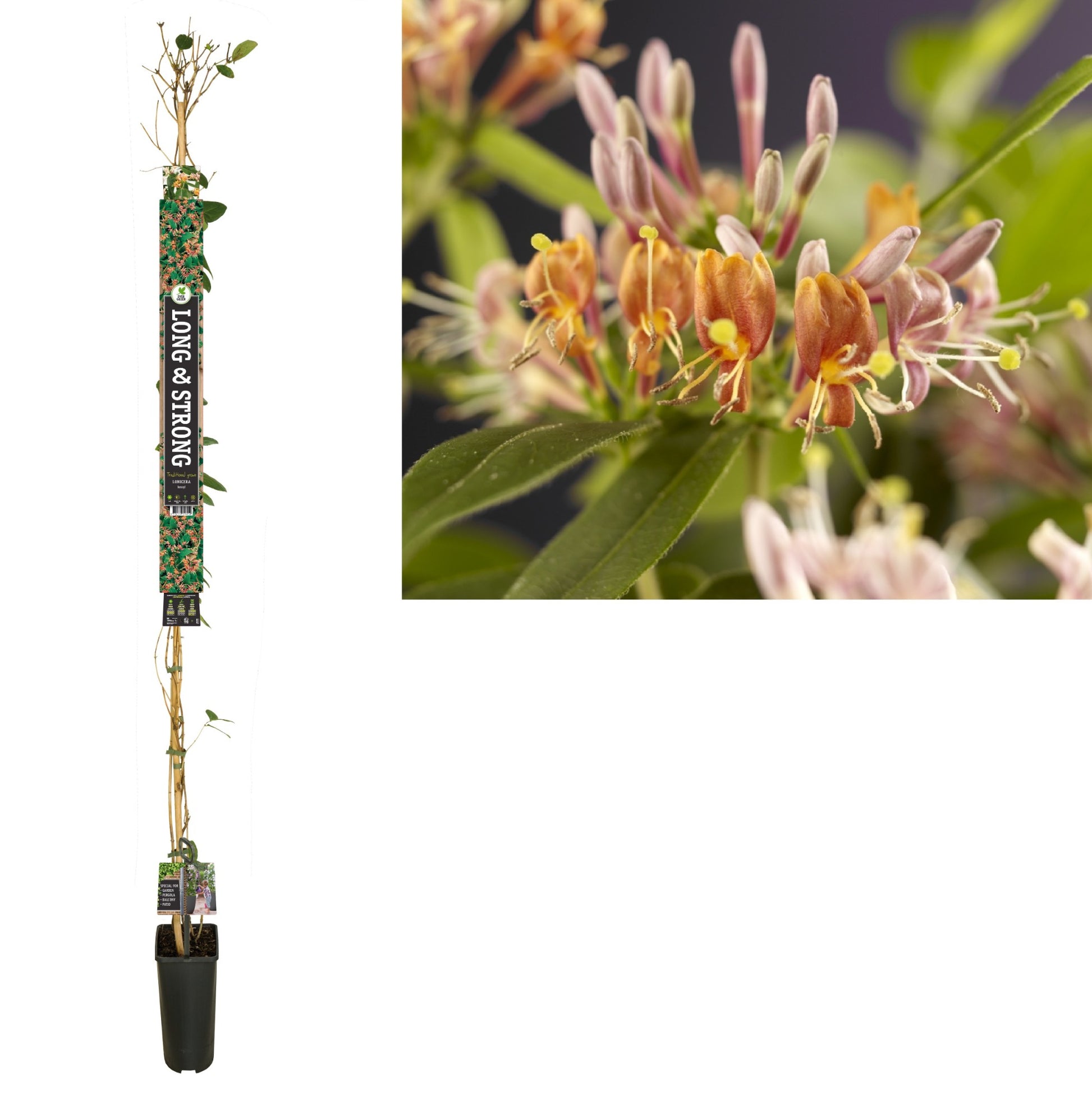 Lonicera henryi 210cm 23cm Pot