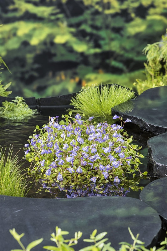 Mazus reptans 20cm 9cm Pot
