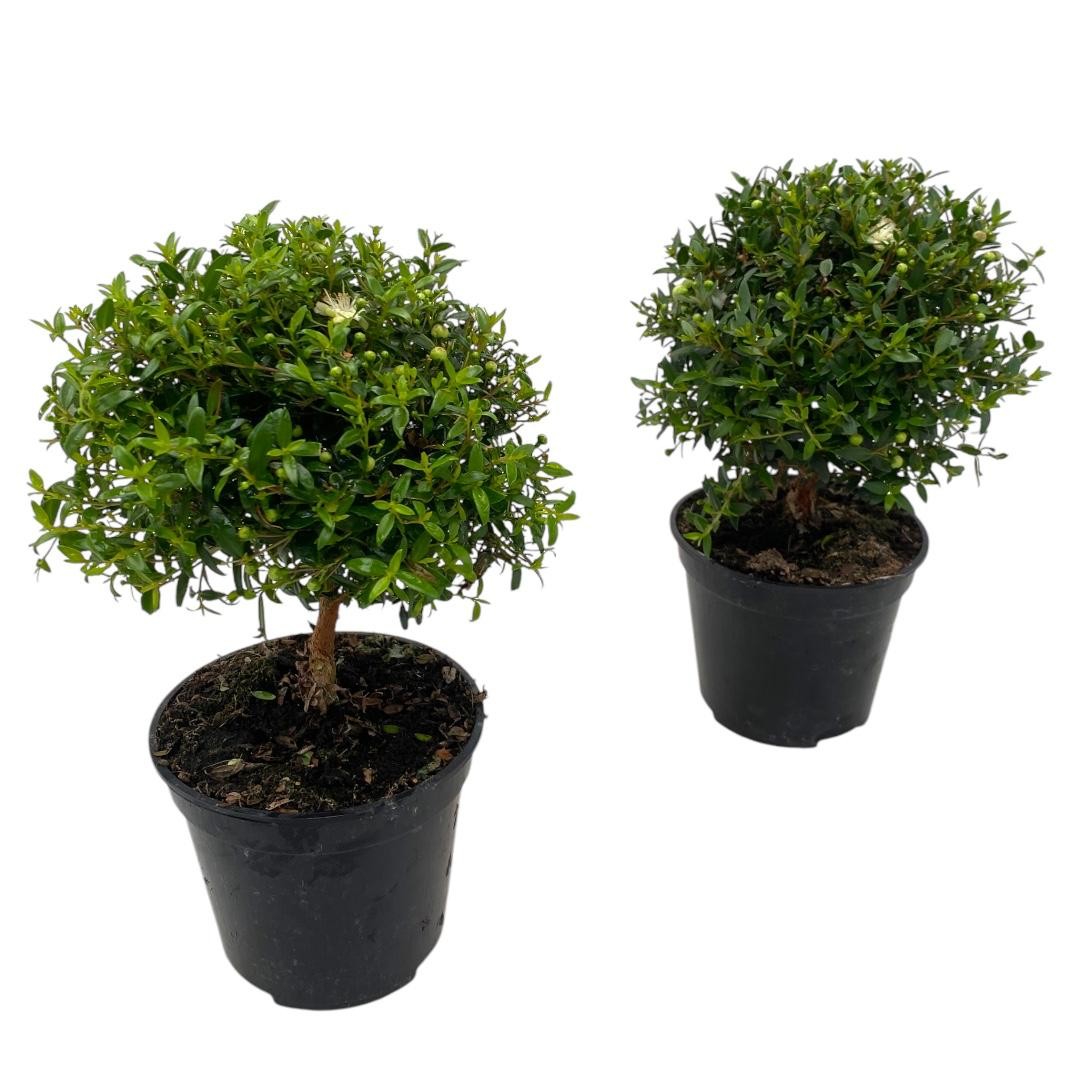Green Collect Sales Myrtus communis Pack of 12
