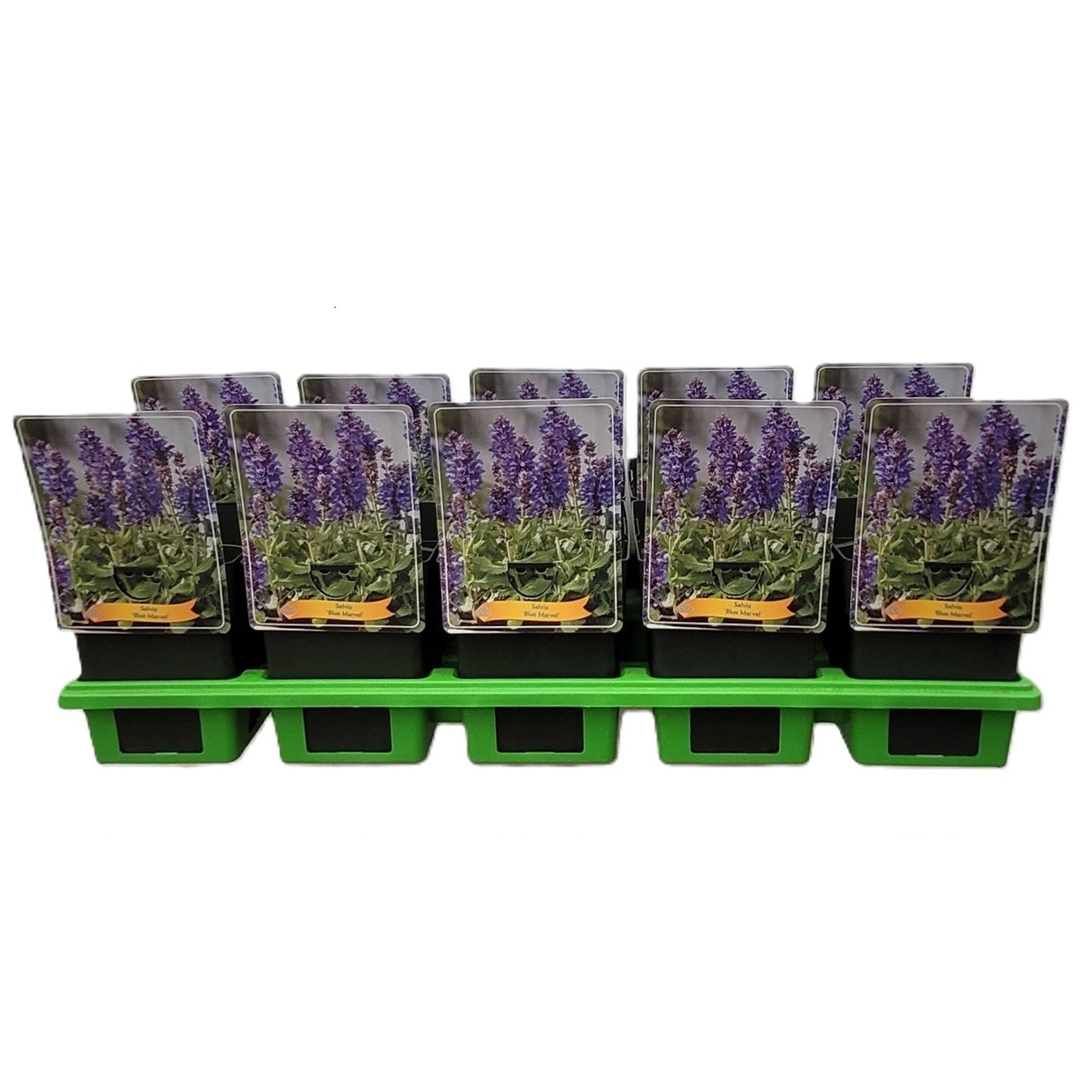 Salvia Blue Marvel 25cm 11cm Pot