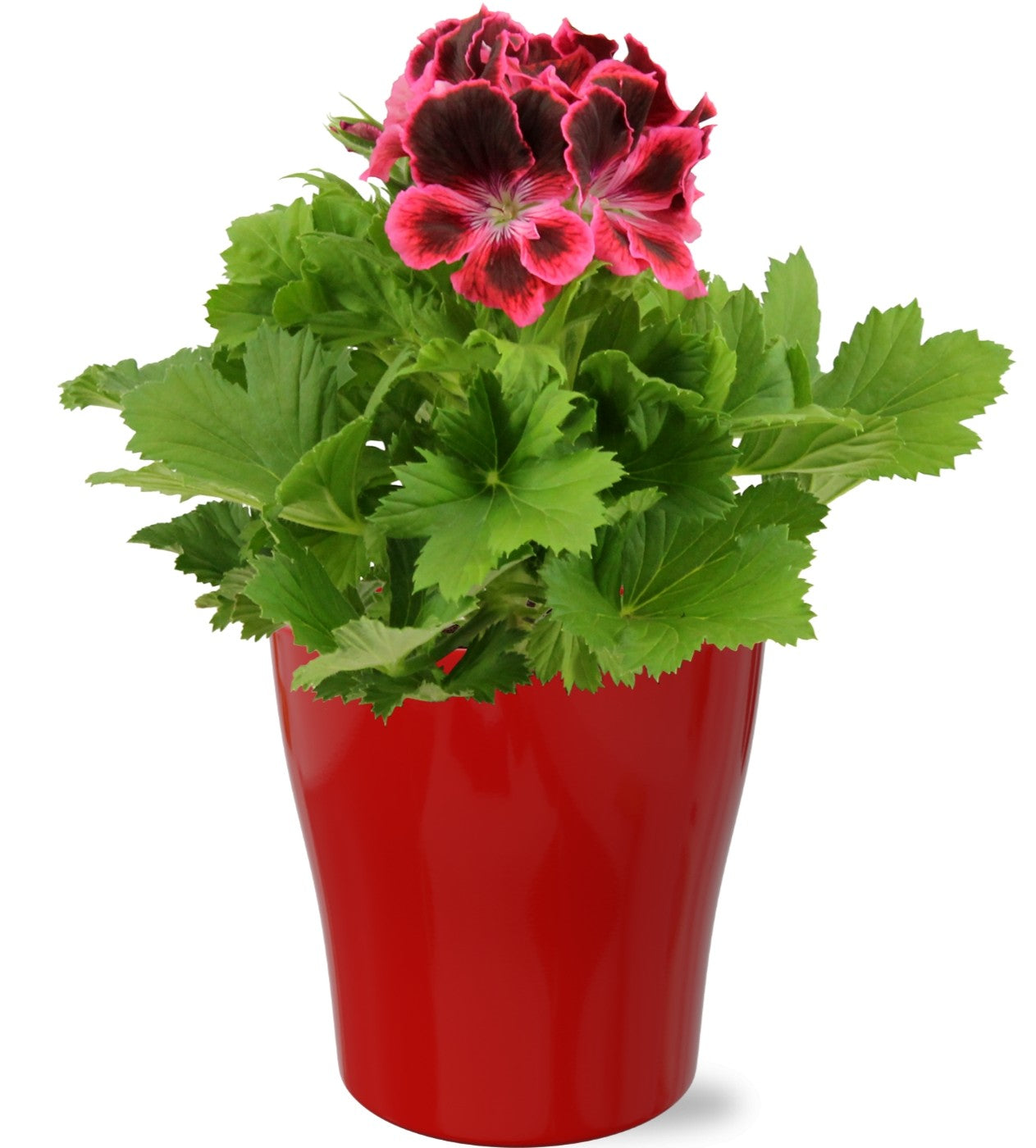 Pelargonium gr. red 33cm 12cm Pot