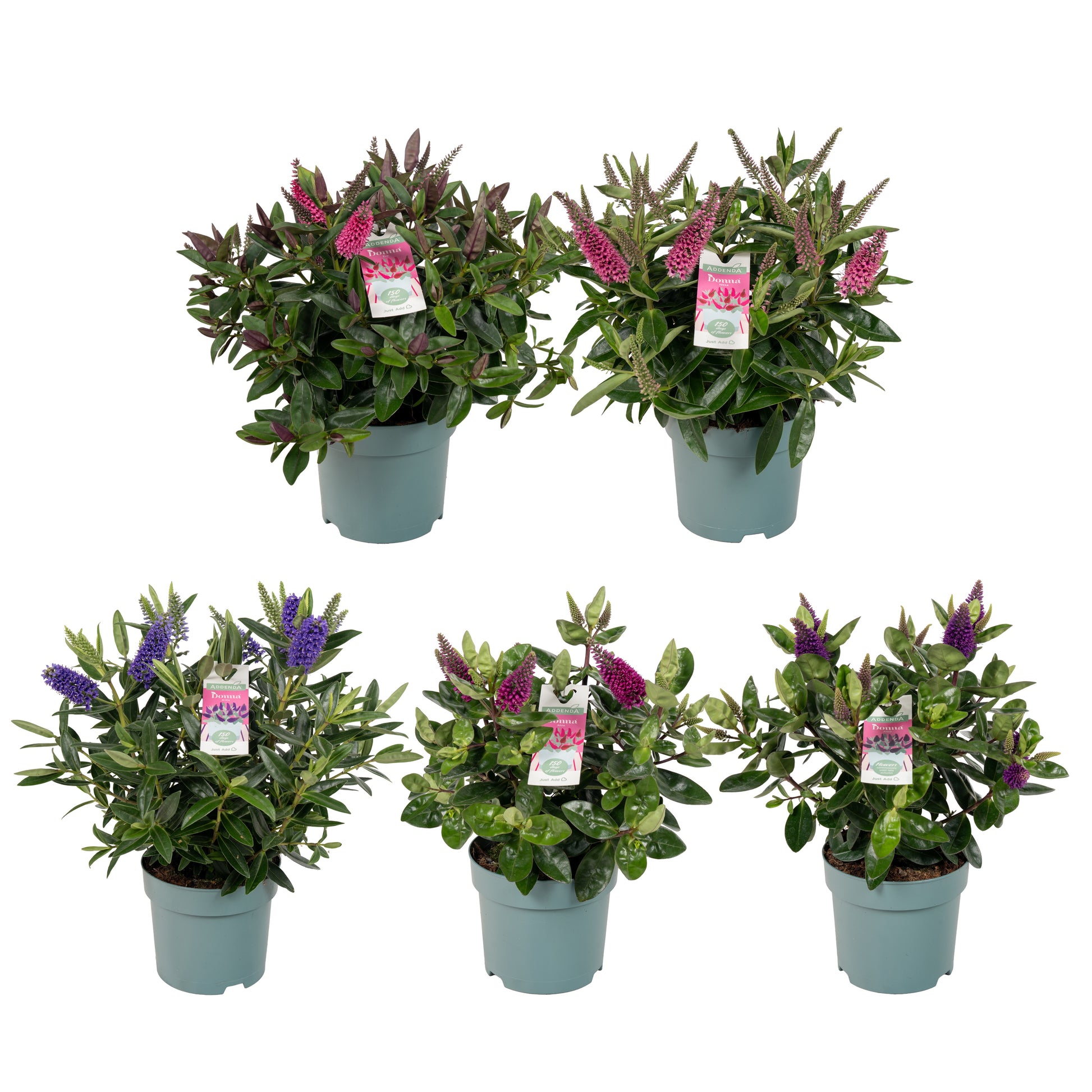Hebe Addenda mix 35cm 15cm Pot