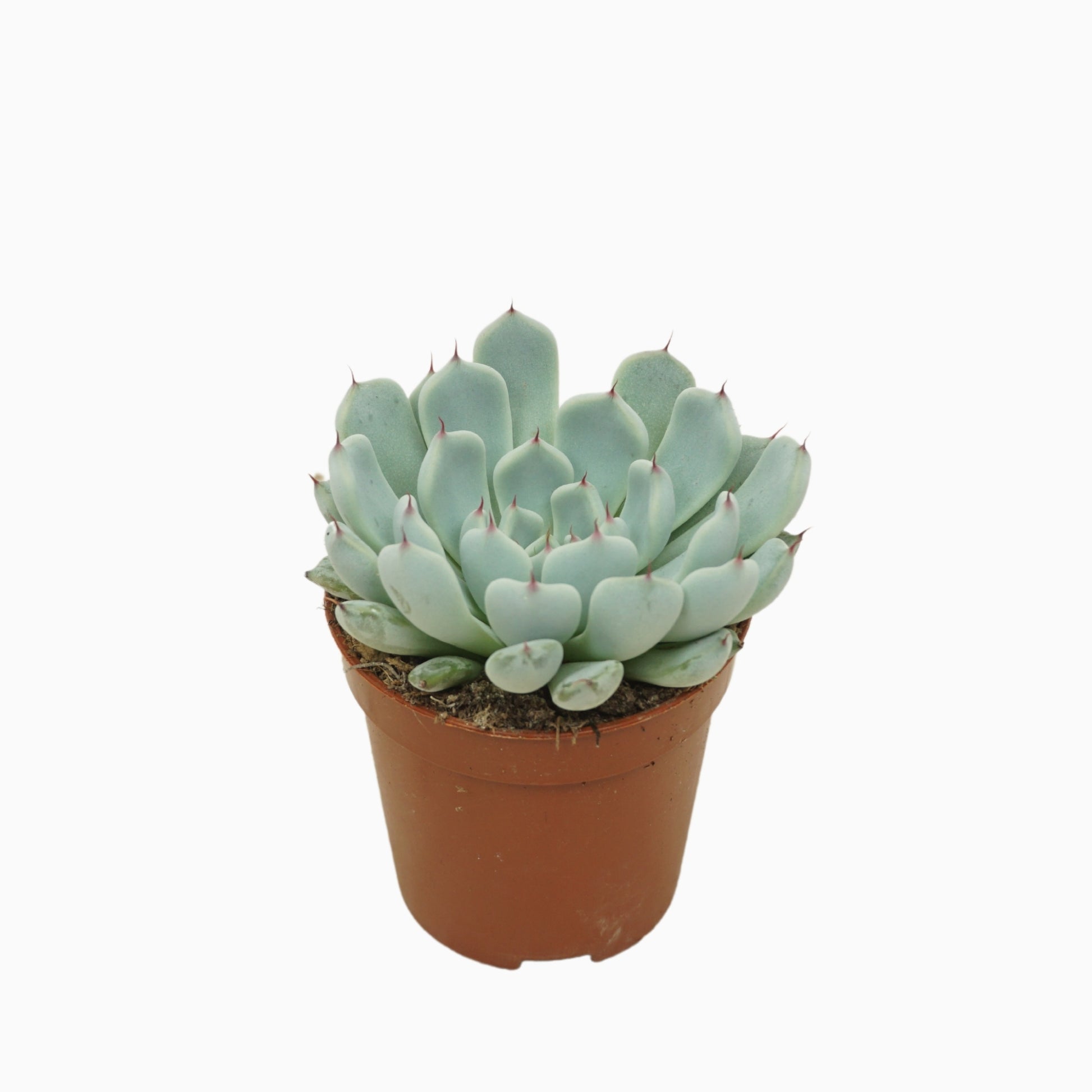 Echeveria cuspidata 8cm 5.5cm Pot