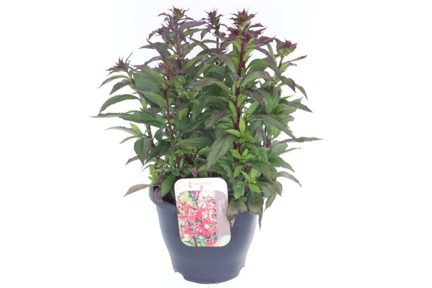 Lobelia spec. Fan Scarlet 50cm 23cm Pot