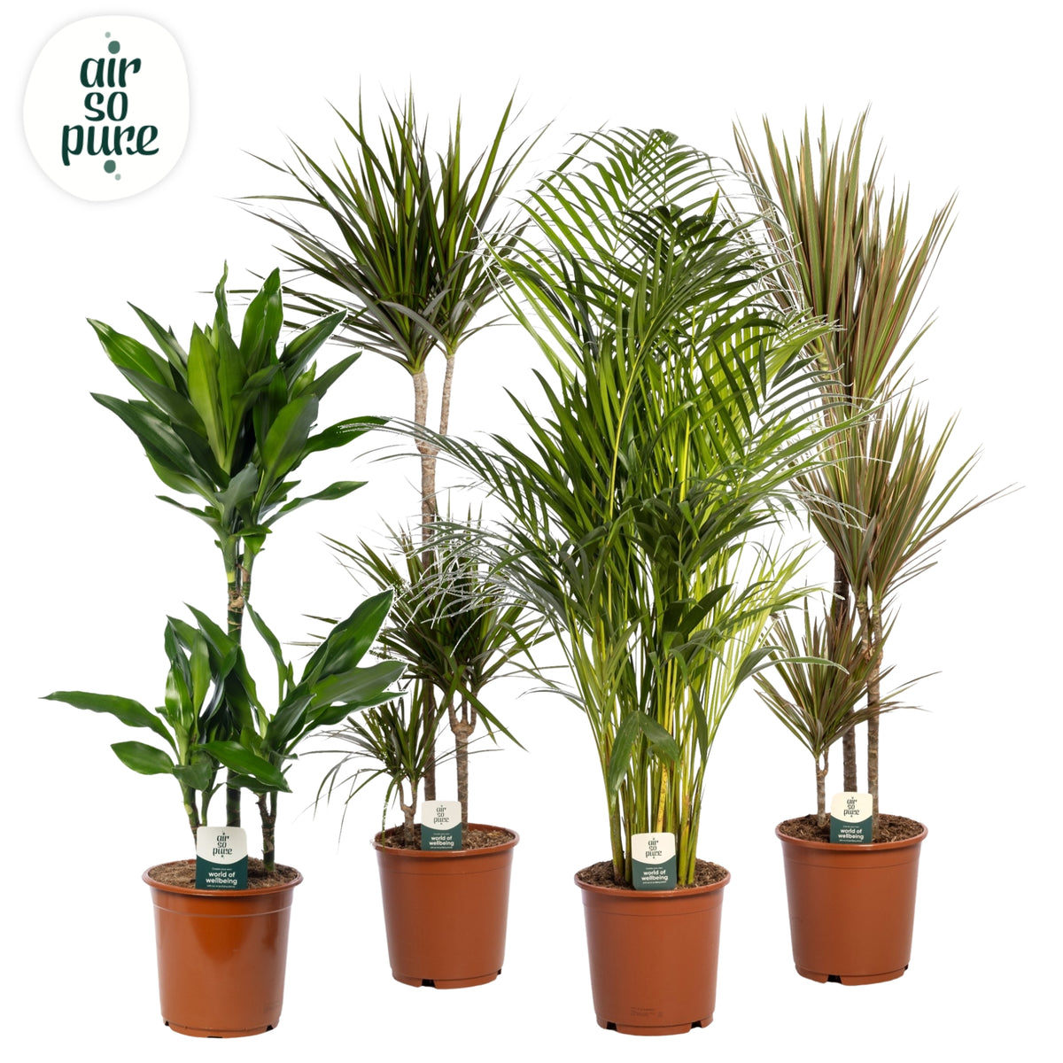 Foliage houseplants mix 120cm 24cm Pot
