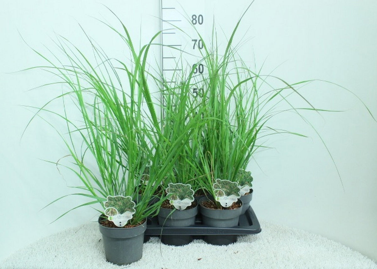 Pennisetum alopecuroides 80cm 17cm Pot