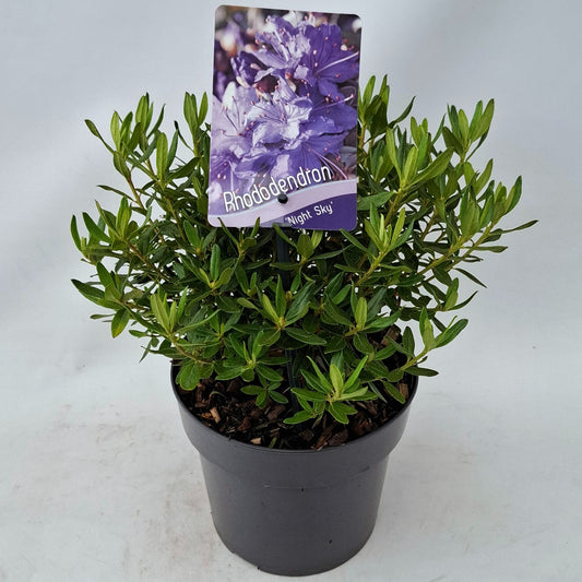 Rhododendron Night Sky 20cm 17cm Pot