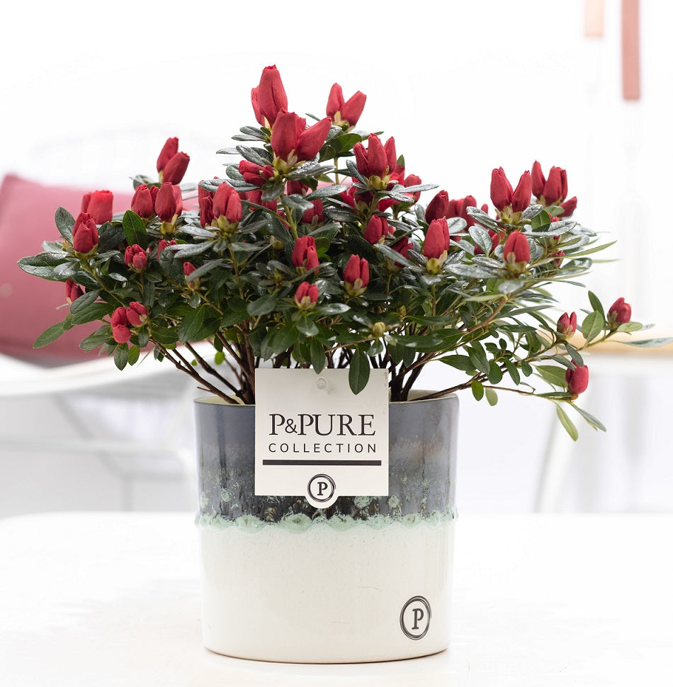Pure Collection Rhododendron simsii Jimmy Pack of 6