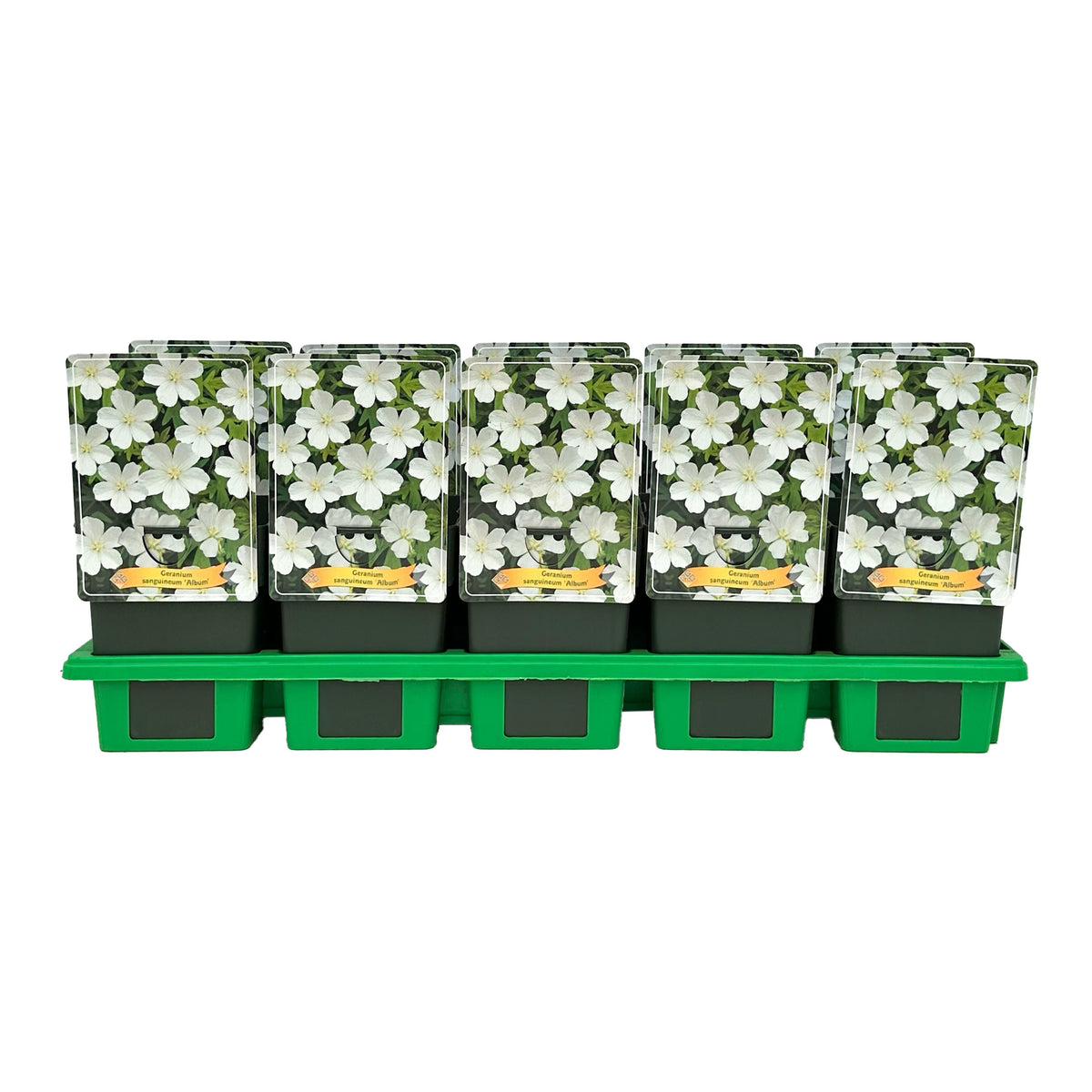 Geranium Album (Hardy) 25cm 11cm Pot