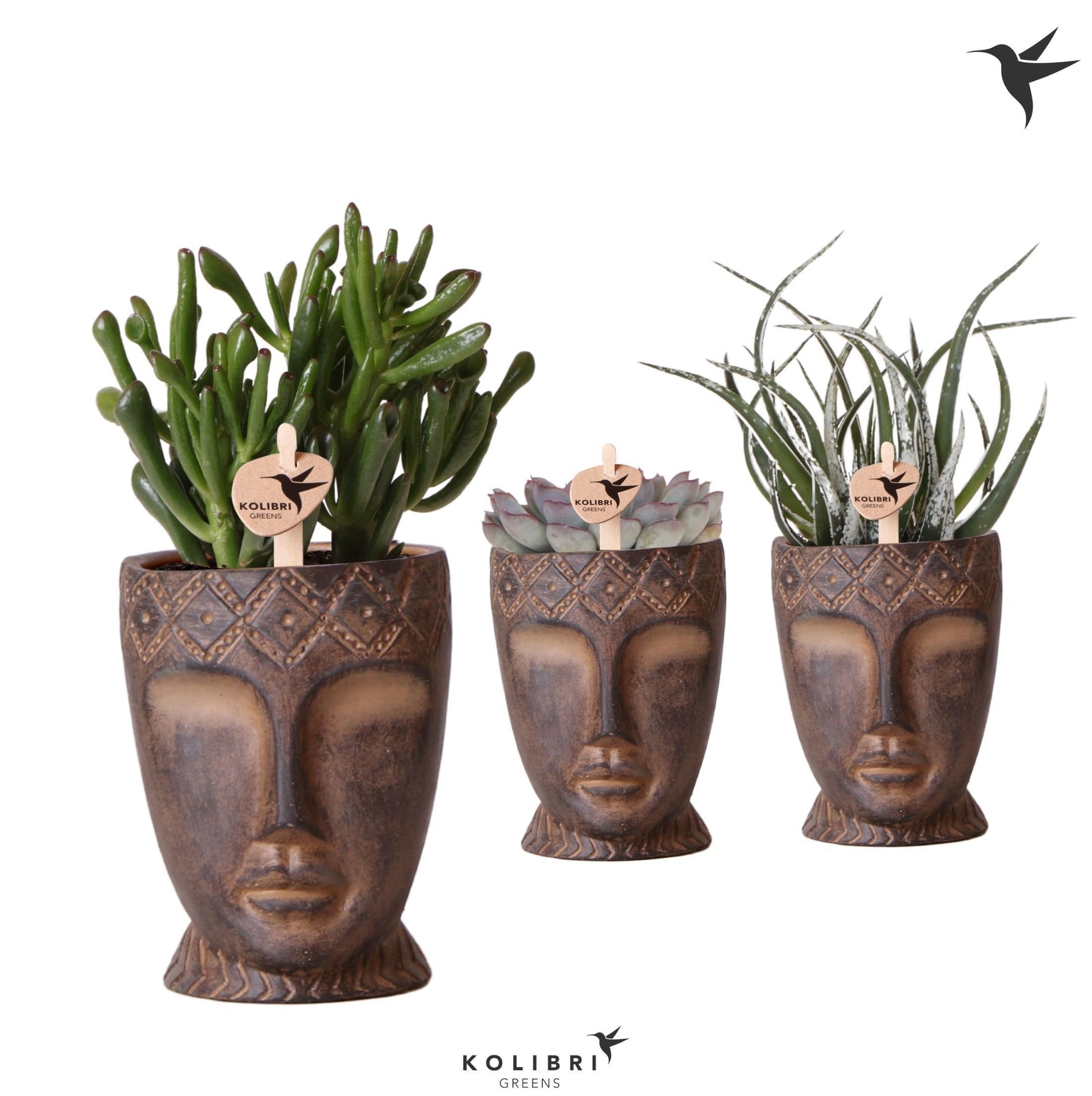 Succulenten mix (+ drp.Totem Mask) 25cm 9cm Pot