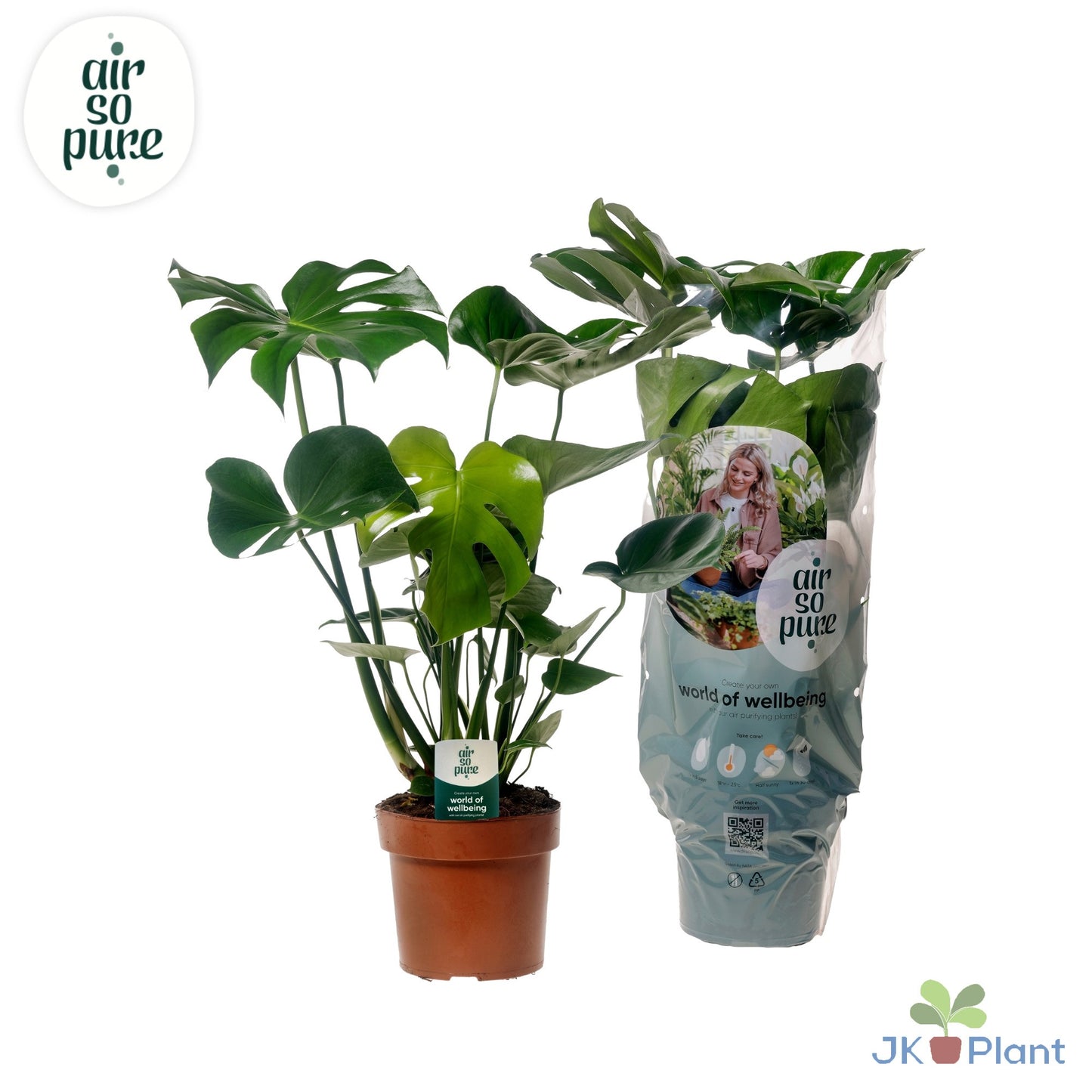 Monstera deliciosa 75cm 21cm Pot