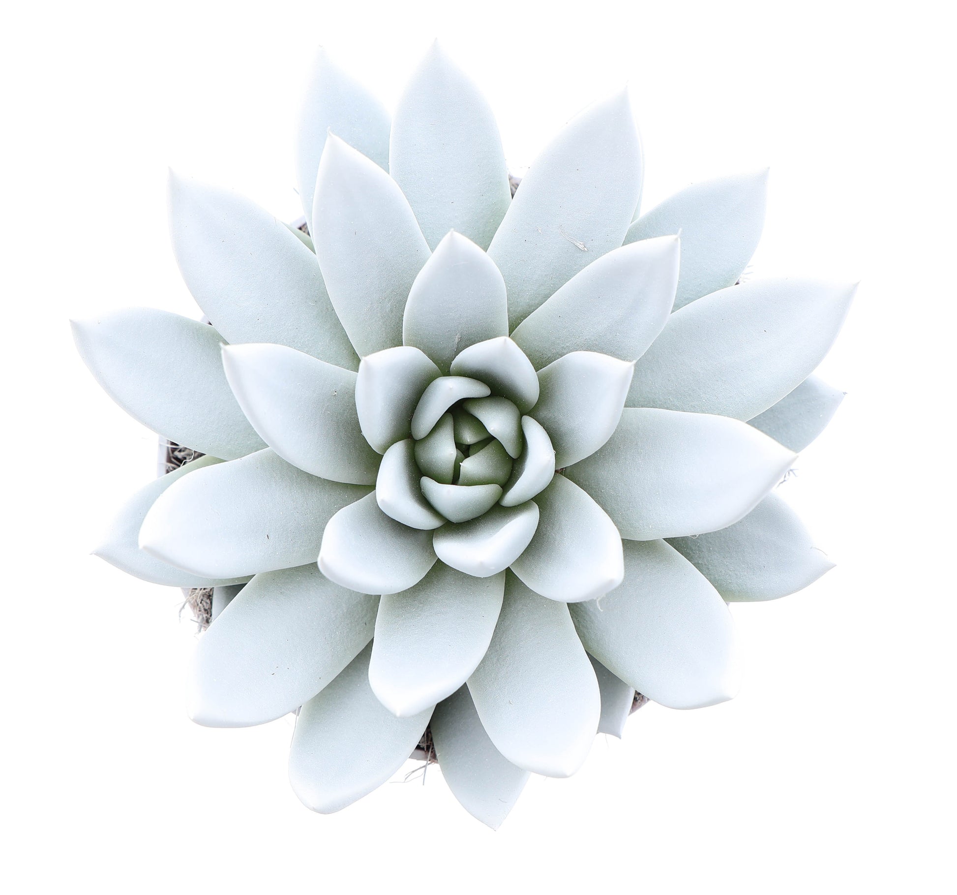 Rainbow white 15cm 12cm Pot