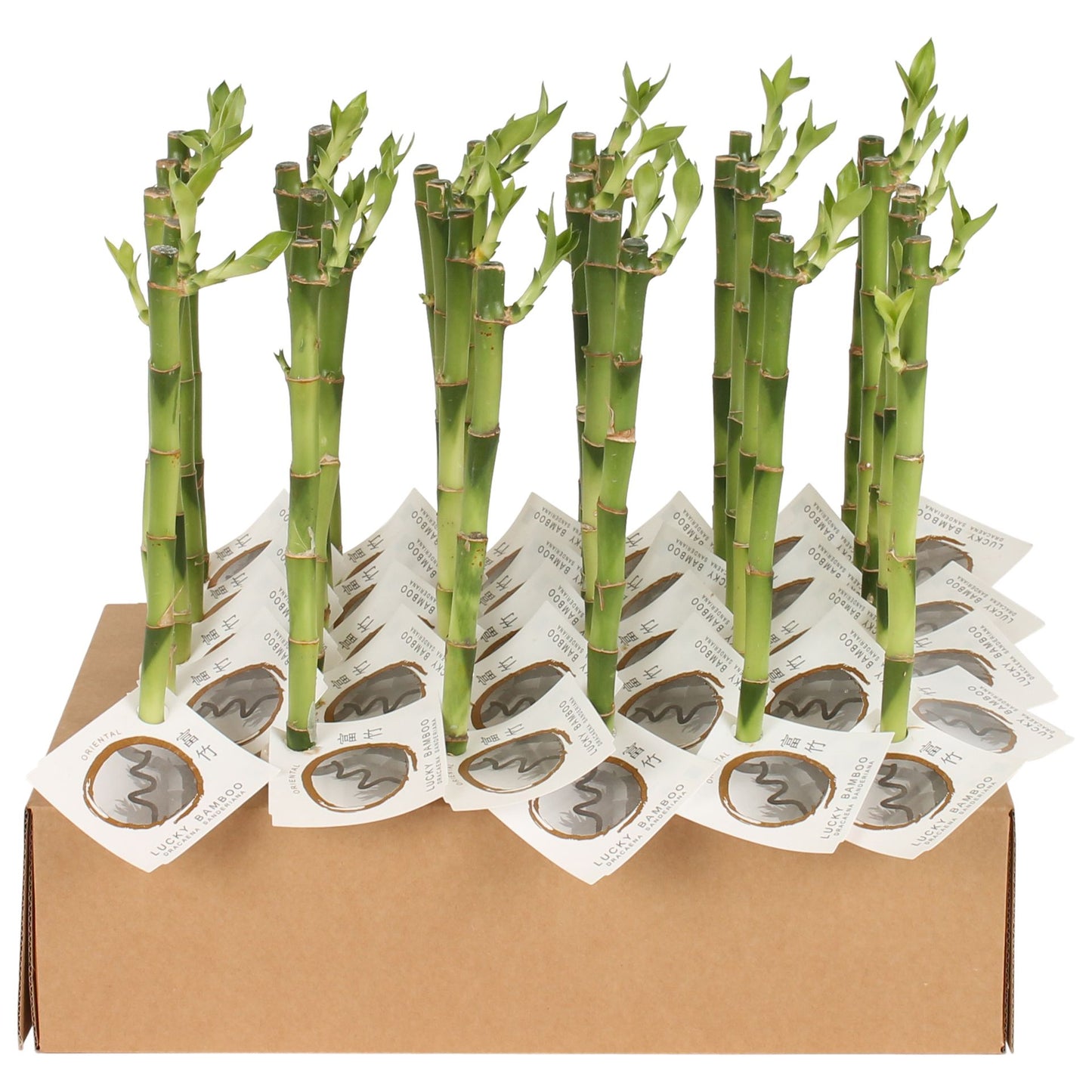 Lucky Bamboo straight 30cm 5cm Pot