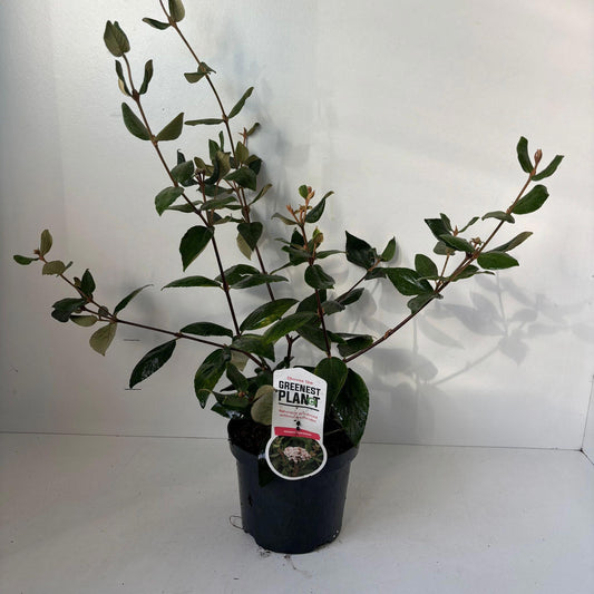 Viburnum burkwoodii 45cm 19cm Pot