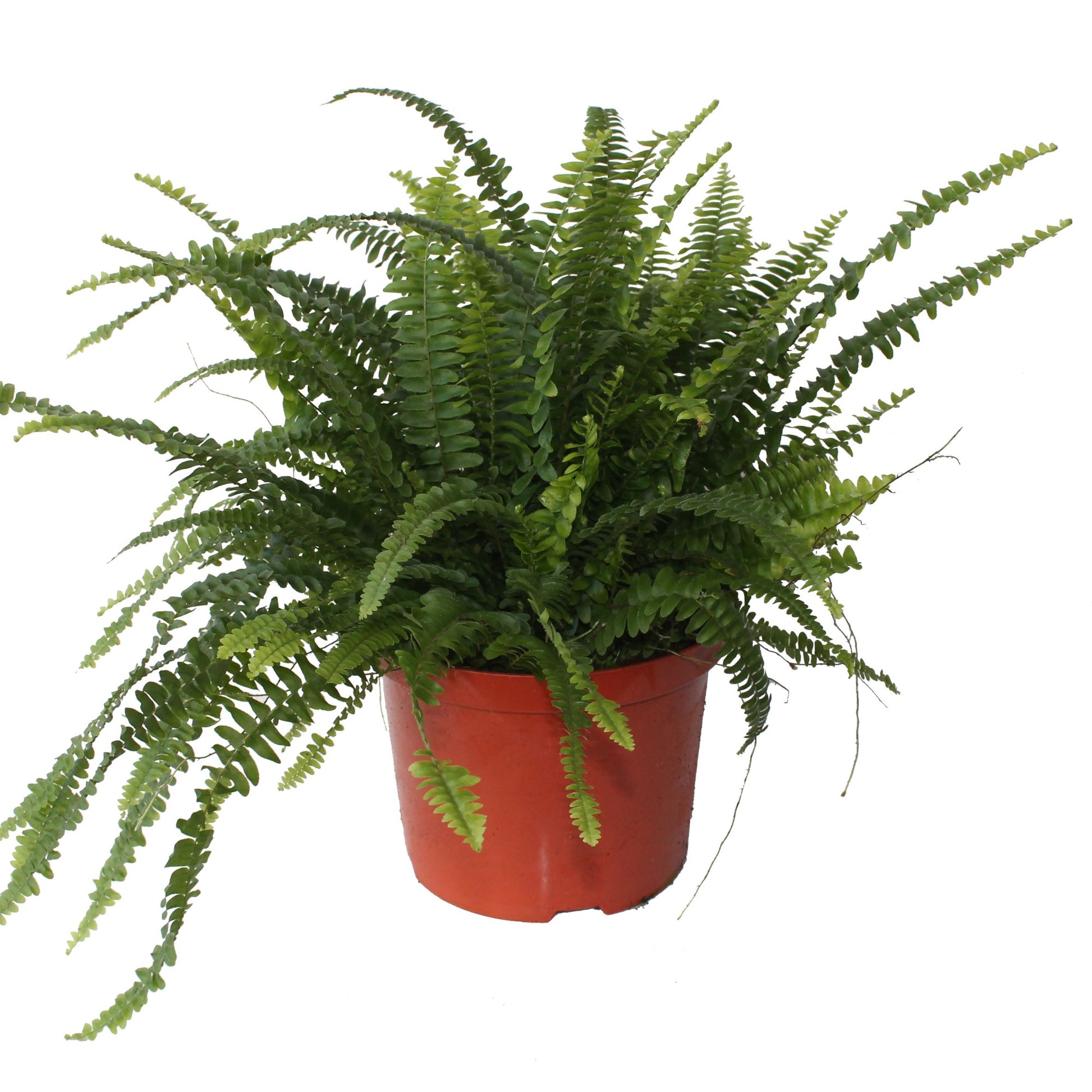 Nephrolepis Green Lady 60cm 24cm Pot