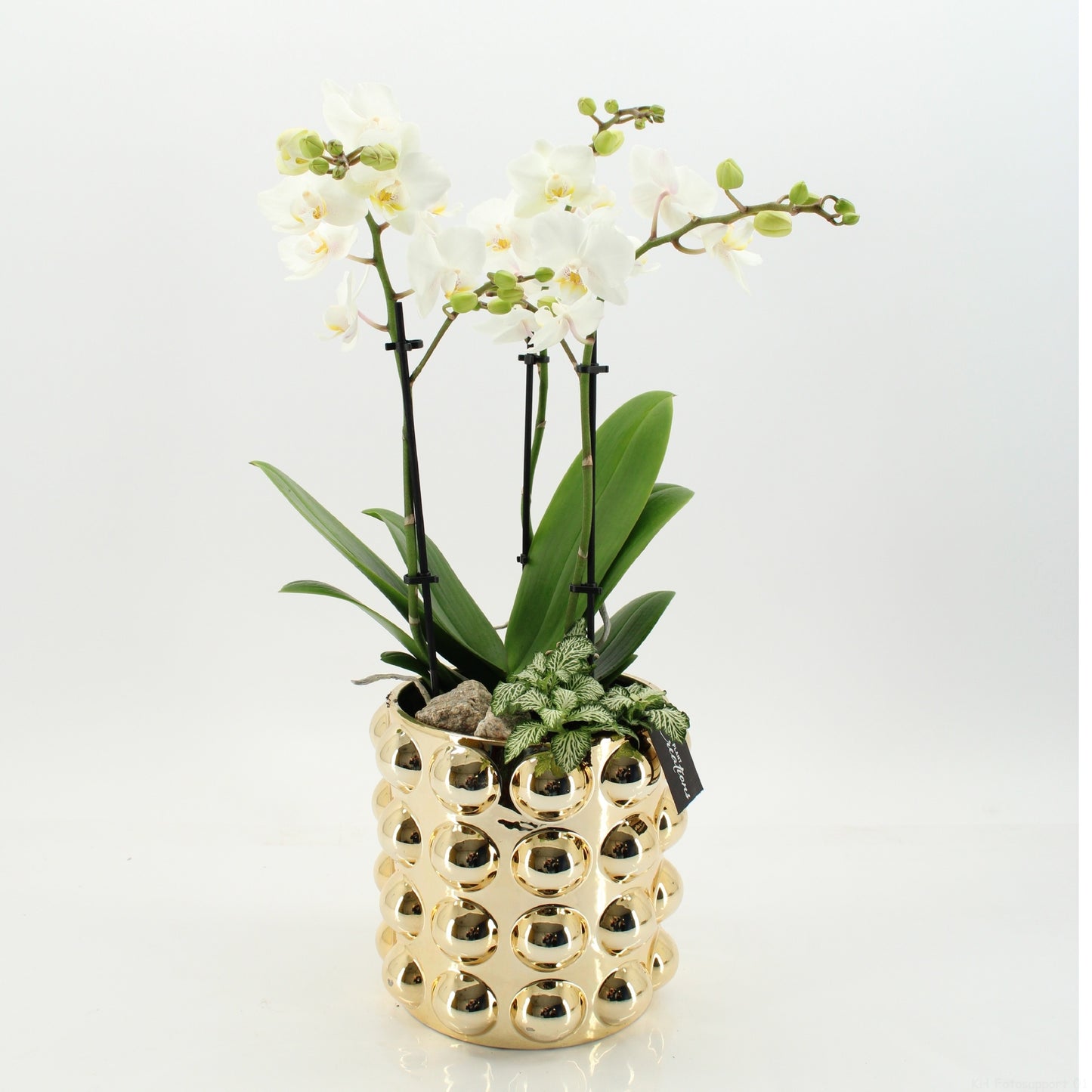 Phalaenopsis arrangement 55cm 18cm Pot