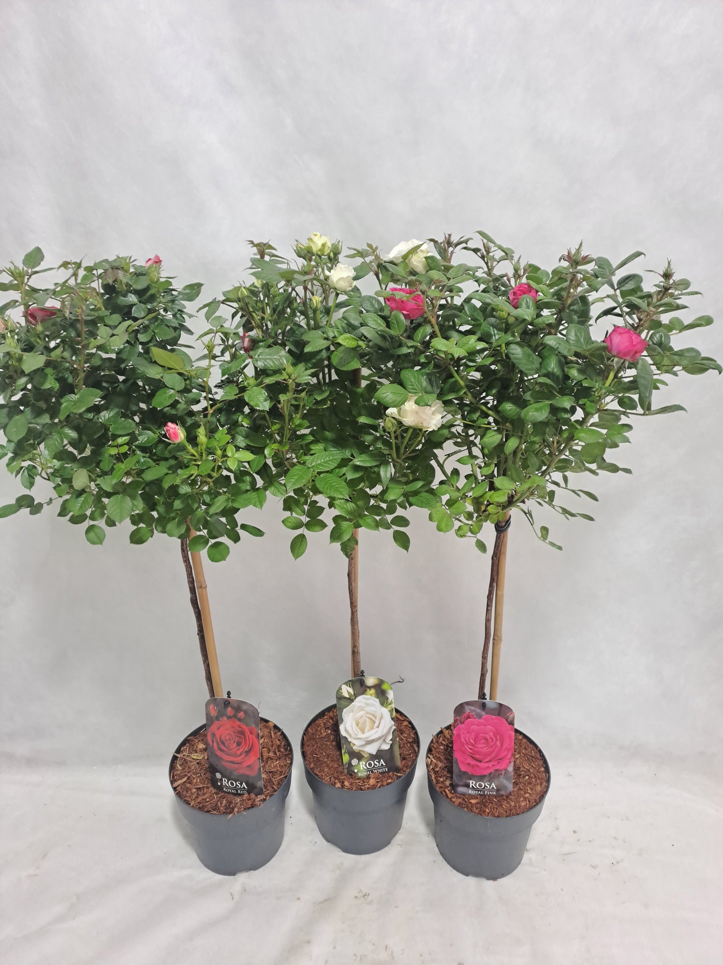 Roses standard mix 100cm 19cm Pot