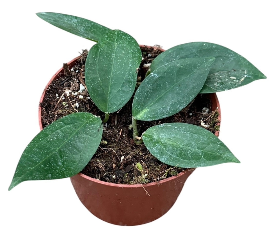 Hoya australis 15cm 10.5cm Pot