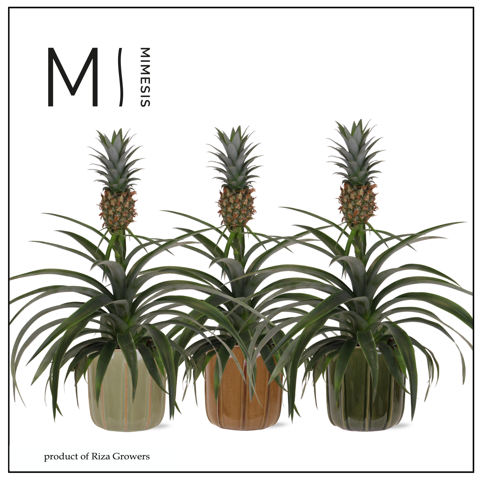 Ananas Mi Amigo 35cm 12cm Pot