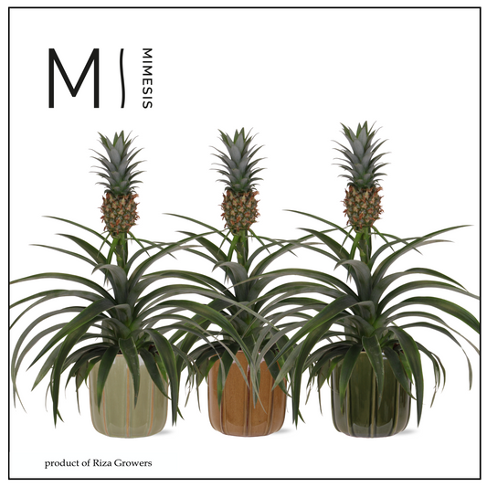 Ananas Mi Amigo 35cm 12cm Pot