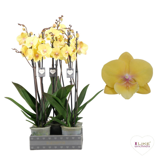 Phalaenopsis Manta Palau 75cm 12cm Pot