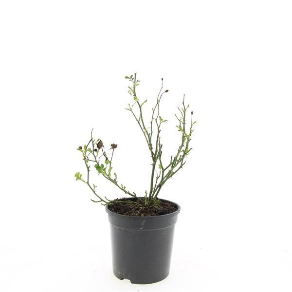 Rose The Fairy 25cm 14cm Pot