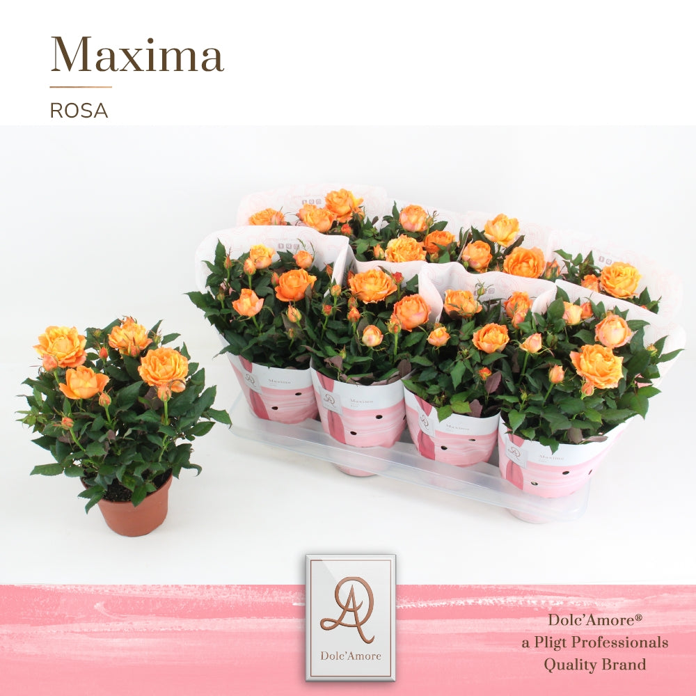 Pligt Professionals BV Rosa Kordana Grande Maracuja Pack of 8