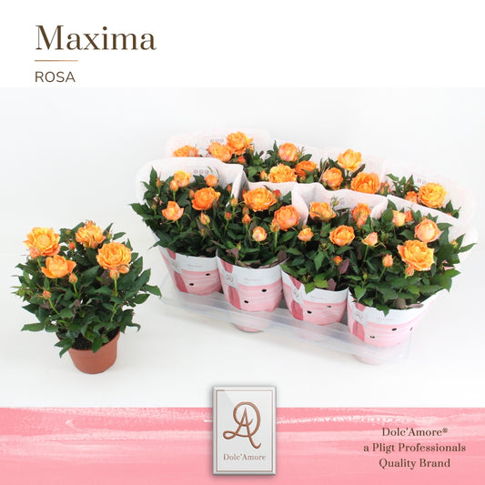 Rosa Kordana Grande Maracuja 32cm 14cm Pot