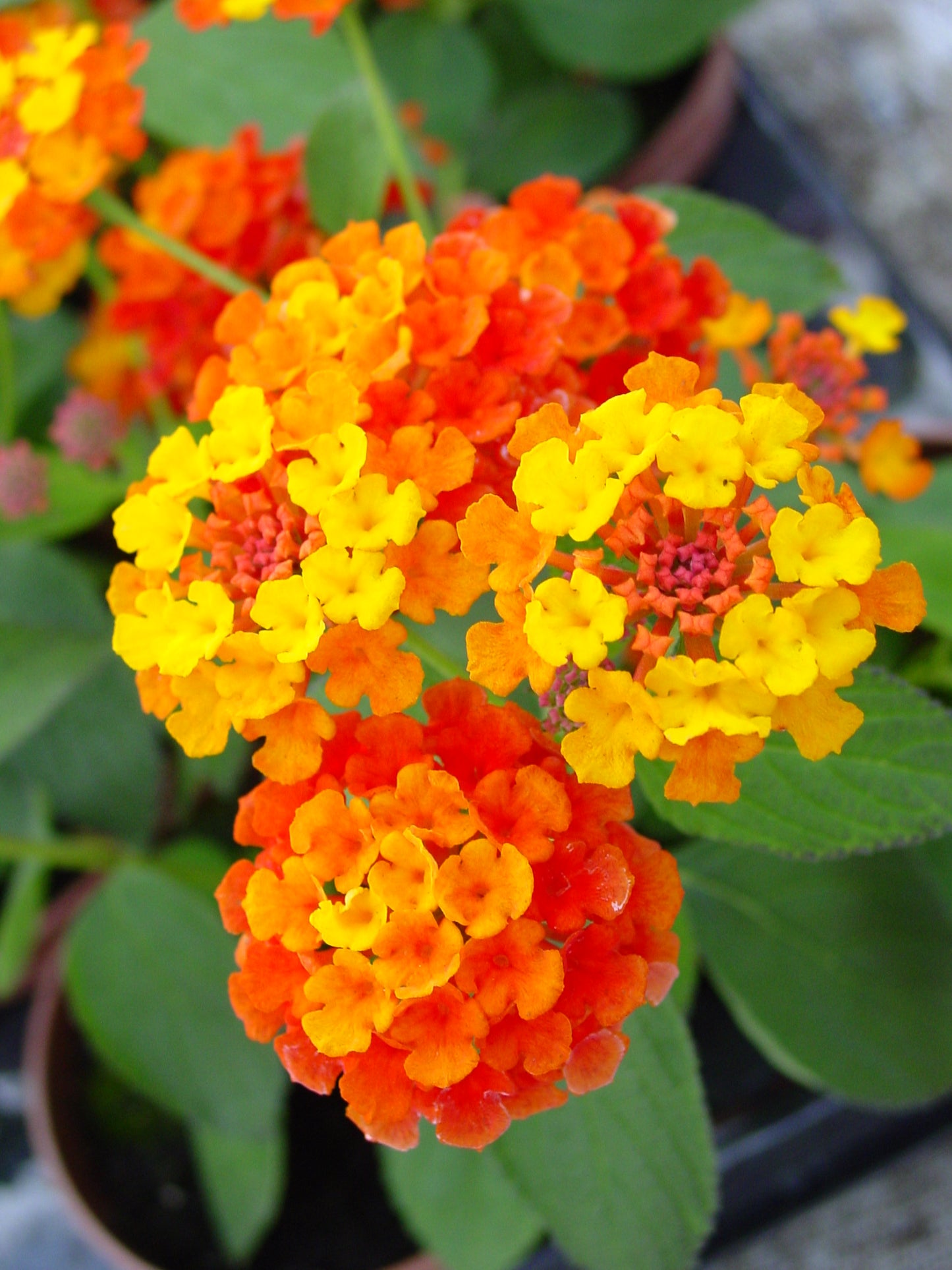 Lantana cam. Mixkar 22cm 510cm Pot