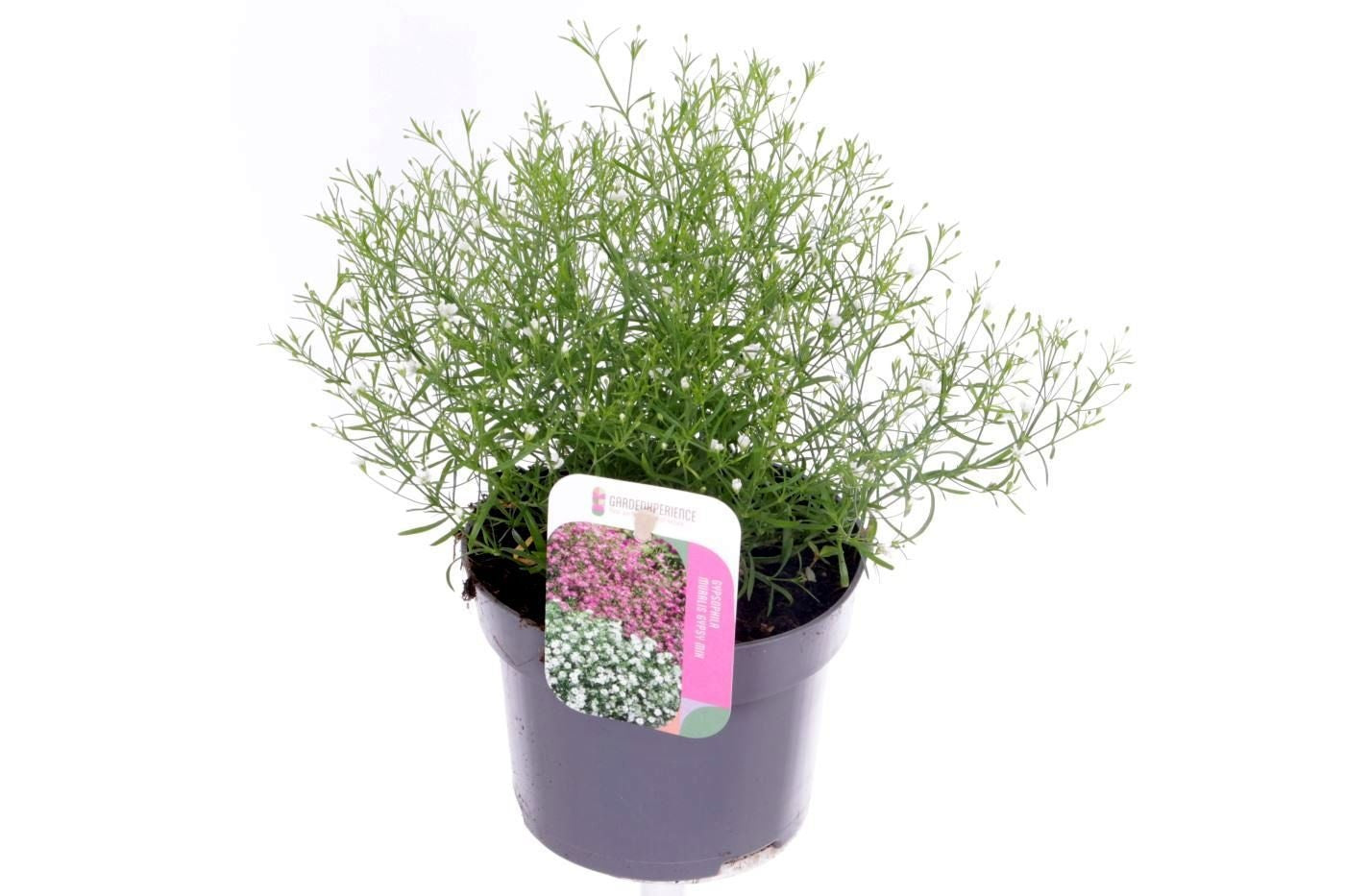 Gypsophila muralis Gypsy white 25cm 13cm Pot