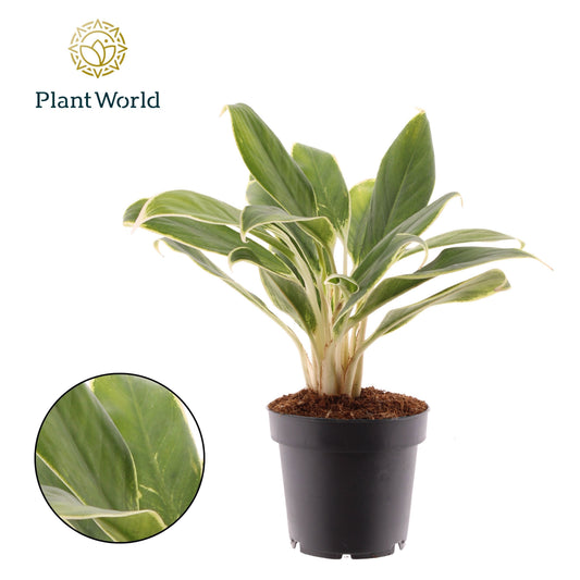 Aglaonema White Lime 30cm 12cm Pot
