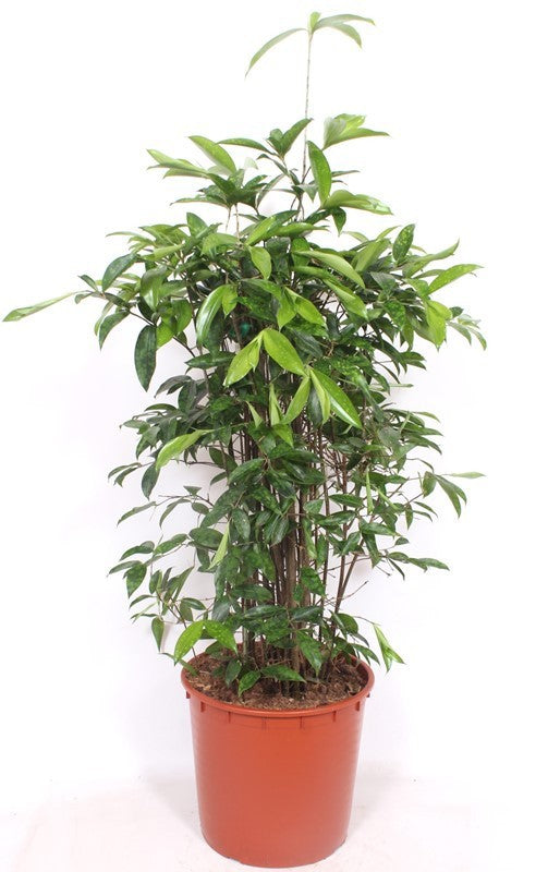 Dracaena surculosa 160cm 34cm Pot