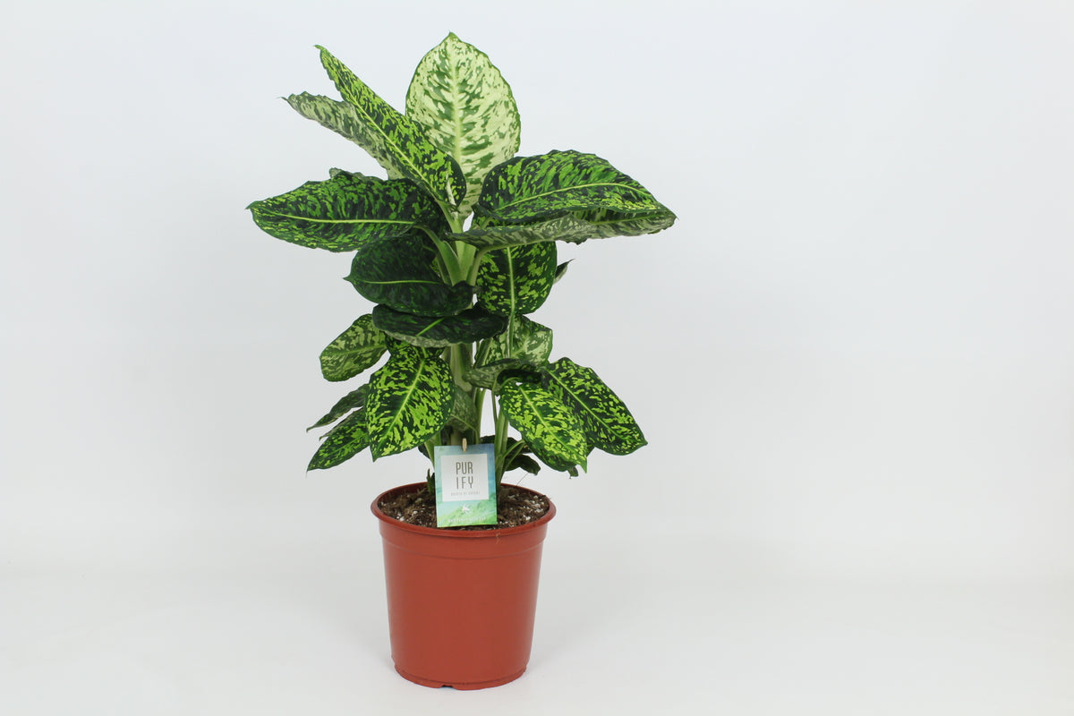 Dieffenbachia Reflector 90cm 24cm Pot