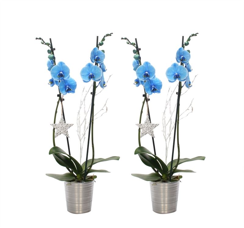 Phalaenopsis Hybrid 55cm 12cm Pot