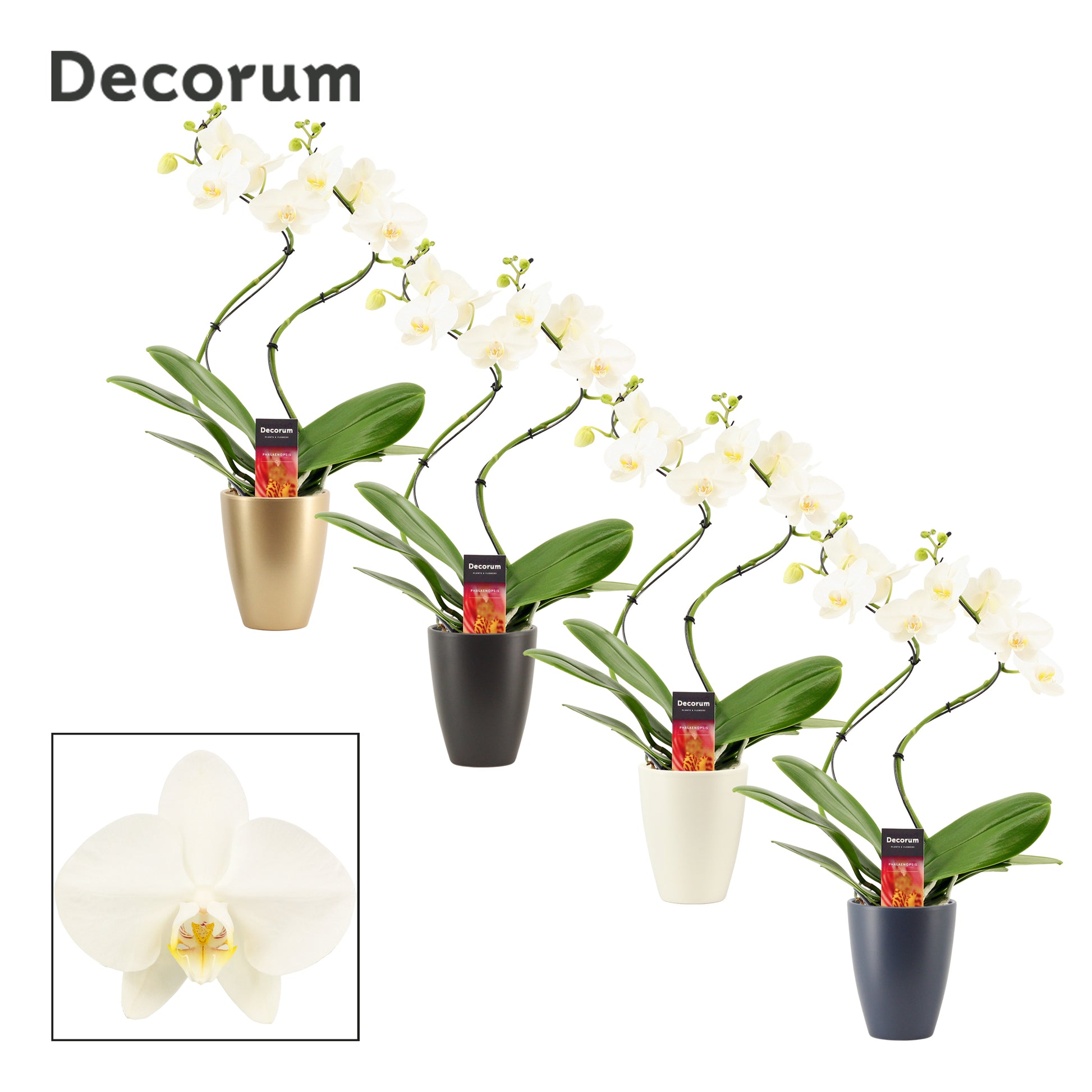 Phalaenopsis white hurricane (+ drp.Carly) 50cm 12cm Pot