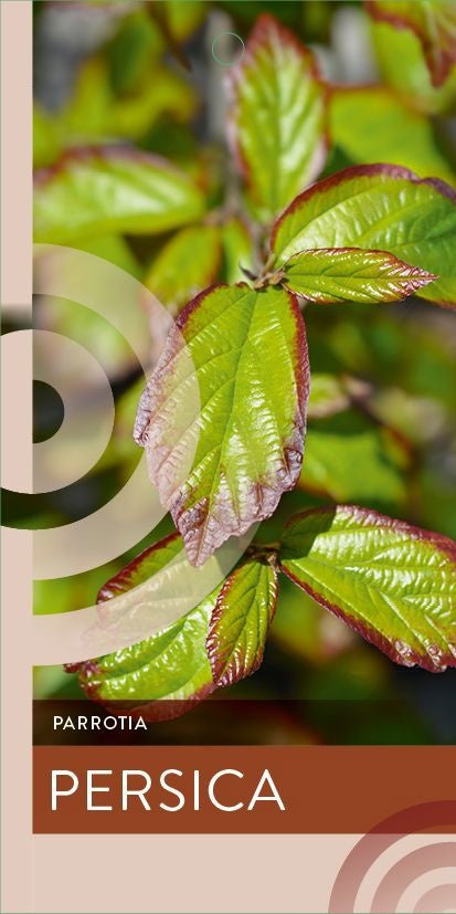 Parrotia persica 150cm 29cm Pot