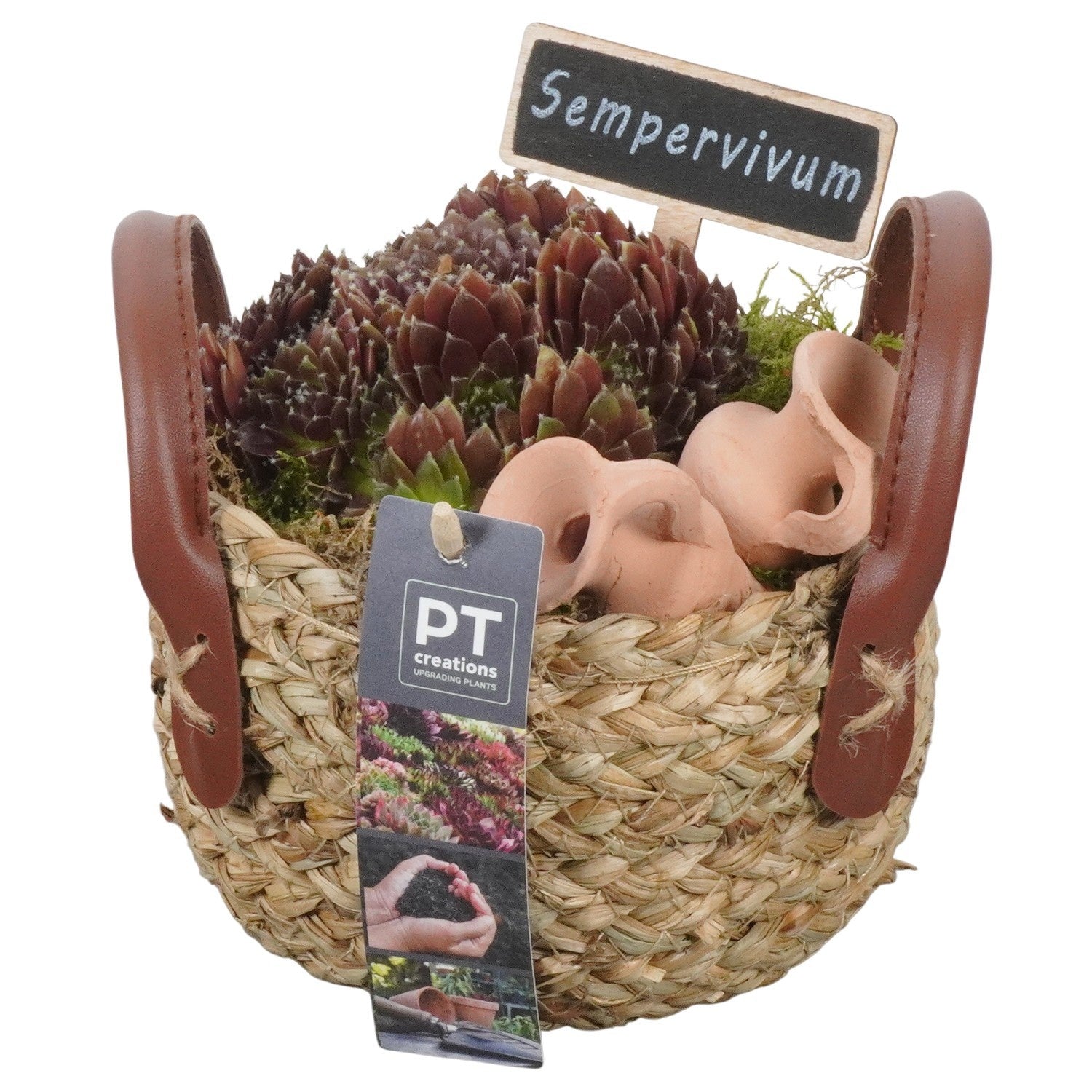 arr. Sempervivum 15cm 15cm Pot