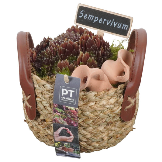 arr. Sempervivum 15cm 15cm Pot