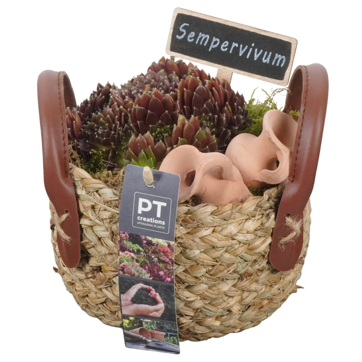 arr. Sempervivum 15cm 15cm Pot