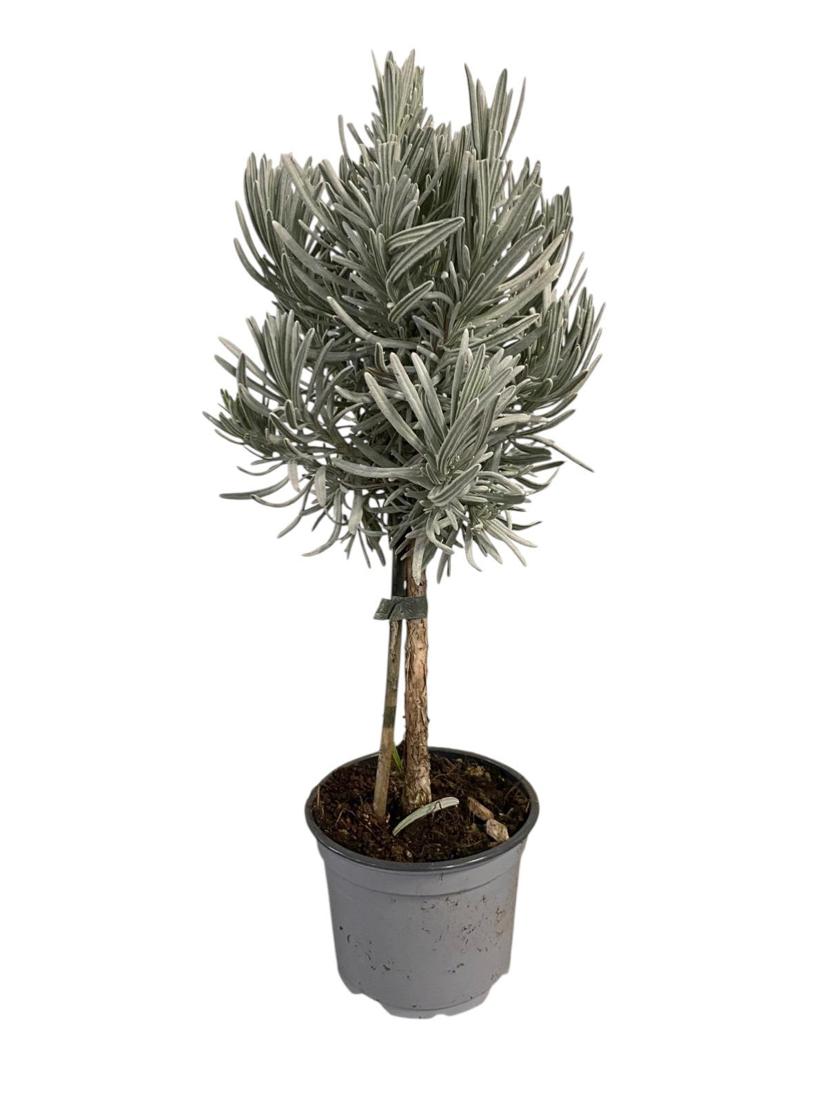 Lavandula angustifolia 40cm 12cm Pot