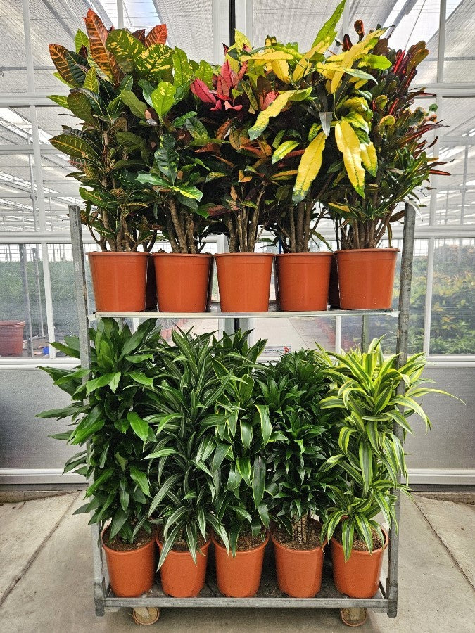 Foliage houseplants mix 110cm 27cm Pot