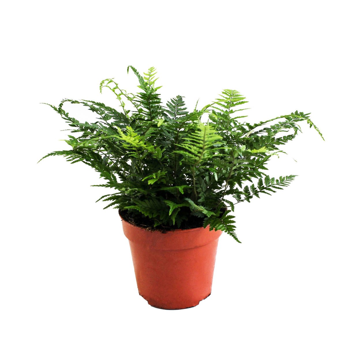 Athyrium (Lady Fern) 25cm 12cm Pot