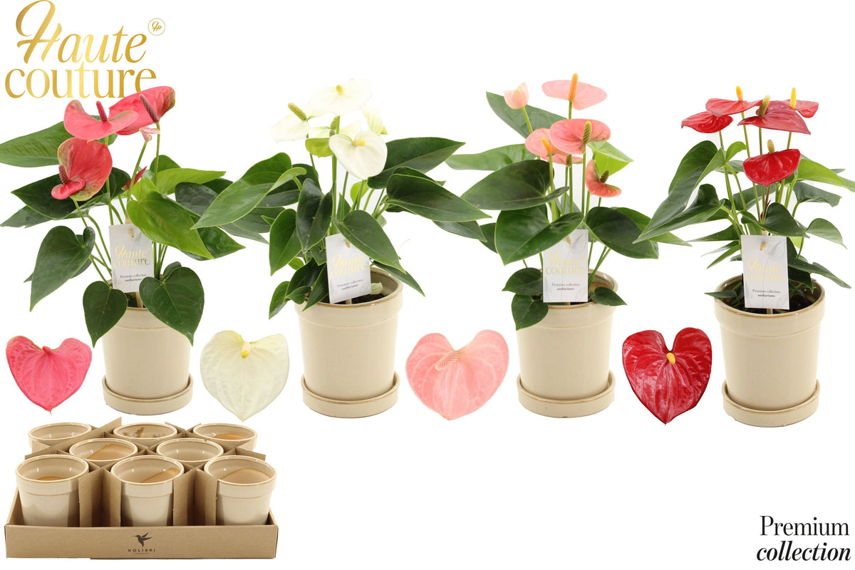 Anthurium mix 25cm 9cm Pot